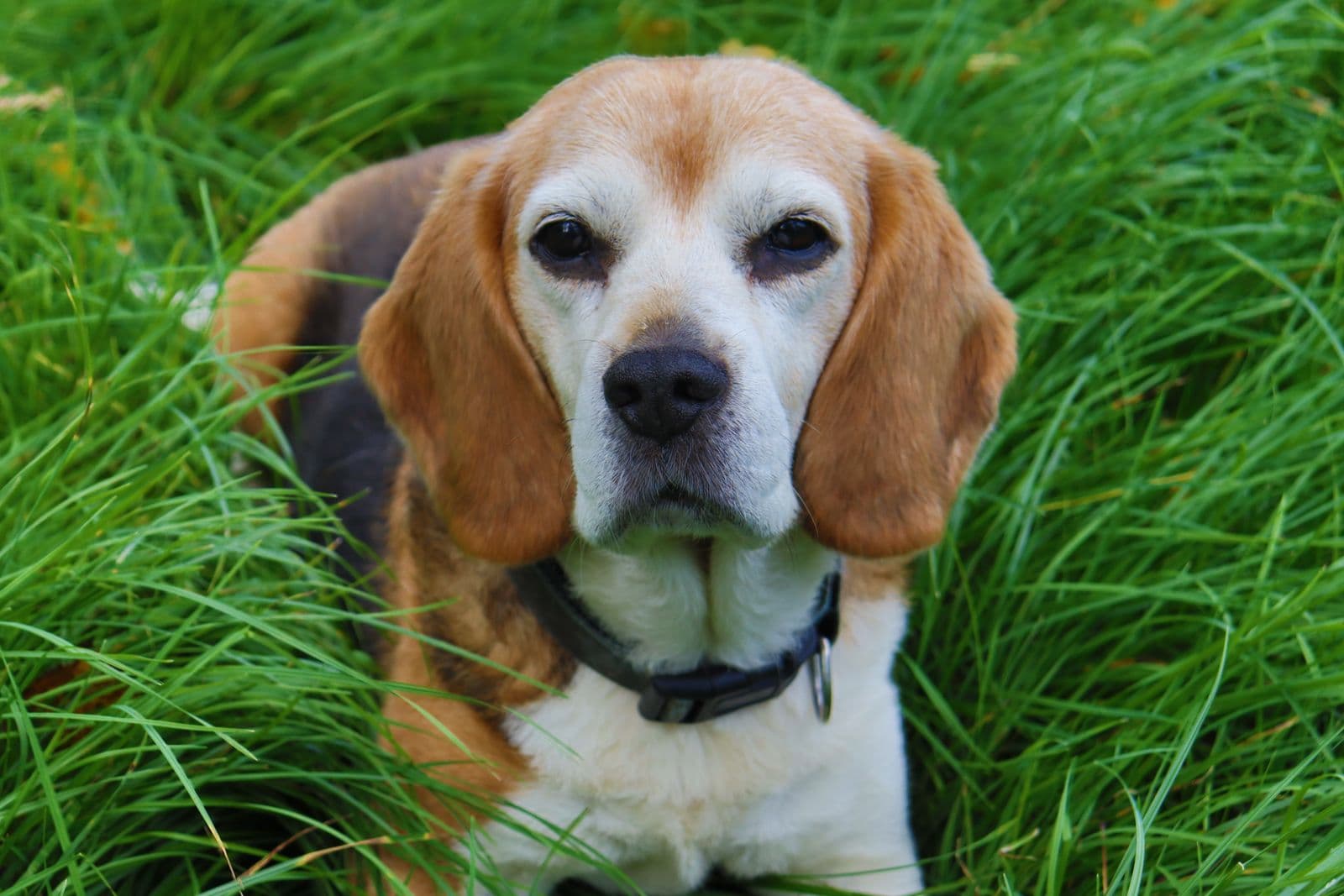 Beagle relaxing in the grass