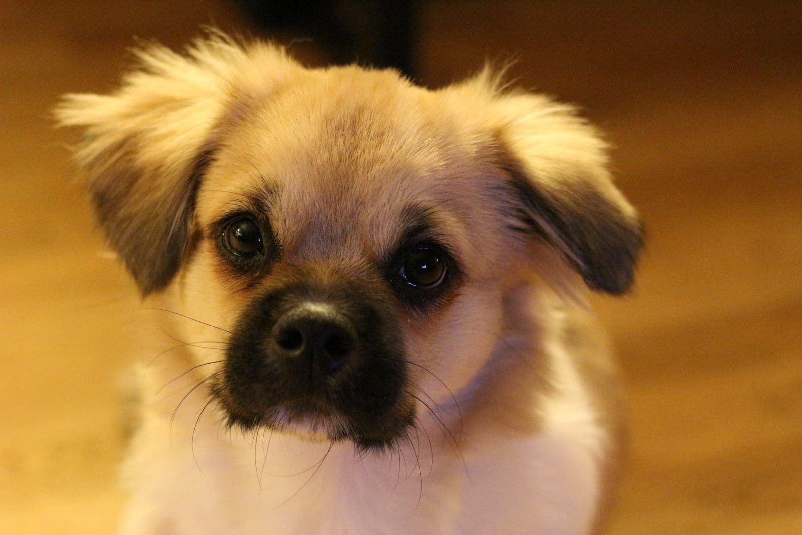 Fluffy puppy