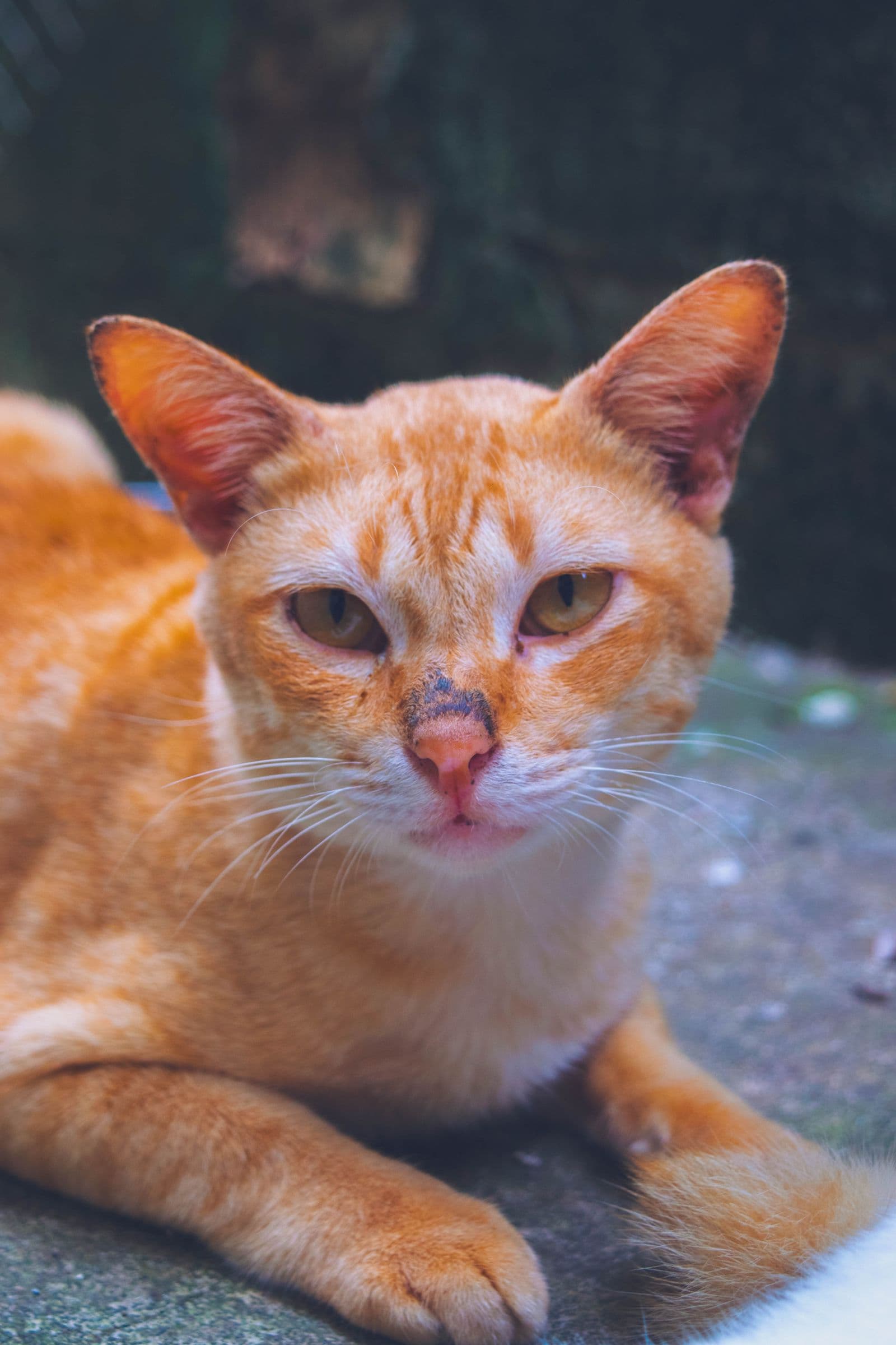 Ginger cat portrait